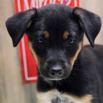 Charles -  Border Collie and Rottweiler Dog for Adoption in Casa Grande, Arizona - Charles | PetCurious