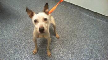 A1270829 -  Pit Bull Terrier and Mixed Breed Dog for Adoption in Charlotte, North Carolina - A1270829 | PetCurious