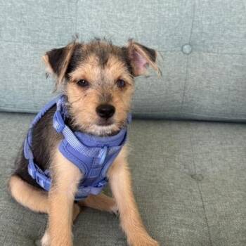 Timmy -  Wirehaired Terrier Dog for Adoption in Palm Desert, California - Timmy | PetCurious
