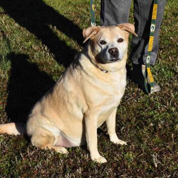 Labrador Retriever Dogs Available for Adoption - Buddy | PetCurious