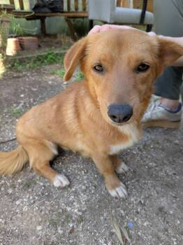 Shepherd and Corgi Dogs Available for Adoption in Kirkland, Washington - Ece | PetCurious