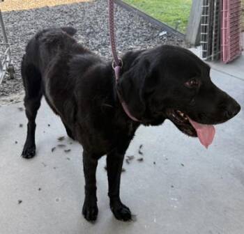 Tank(HW+) -  Labrador Retriever and Mixed Breed Dog for Adoption in Conway, South Carolina - Tank(HW+) | PetCurious
