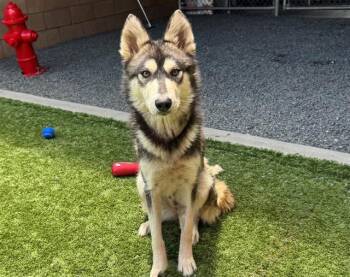 SAVE ME PLEASE Ginger - IDA552574 -  Siberian Husky Dog for Adoption in San Marcos, California - SAVE ME PLEASE Ginger - IDA552574 | PetCurious