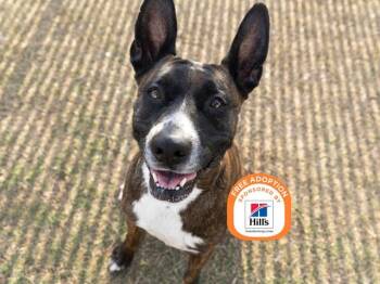LETTY -  Staffordshire Bull Terrier Dog for Adoption in Phoenix, Arizona - LETTY | PetCurious