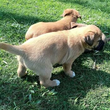 Labrador Retriever Dogs Available for Adoption in Aurora, Indiana - Coco Pups : Courtney | PetCurious