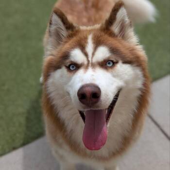 Wuba -  Alaskan Malamute Dog for Adoption in Toledo, Ohio - Wuba | PetCurious