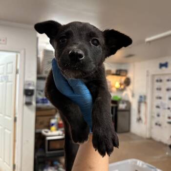 Shepherd Dogs Available for Adoption - Glacier | PetCurious