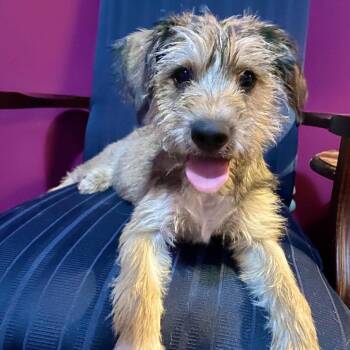 Mixed Breed Dogs Available for Adoption - Estelle | PetCurious