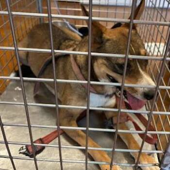 Geraldine -  German Shepherd Dog and Cattle Dog Dog for Adoption in Austin, Texas - Geraldine | PetCurious