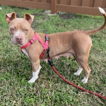 Pit Bull Terrier Dogs Available for Adoption - Misty | PetCurious