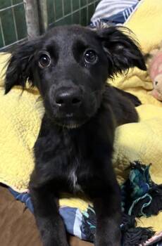Labrador Retriever and Wire Fox Terrier Dogs Available for Adoption in Broomfield, Colorado - Corcorans / | PetCurious