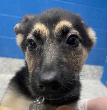 Glimmer -  German Shepherd Dog Dog for Adoption in Golden, Colorado - Glimmer | PetCurious