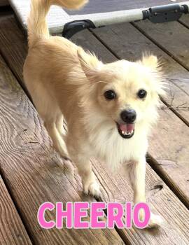 Cheerio -  Pomeranian and Chihuahua Dog for Adoption in Shalimar, Florida - Cheerio | PetCurious