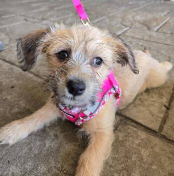 Tulip -  Terrier Dog for Adoption - Tulip | PetCurious