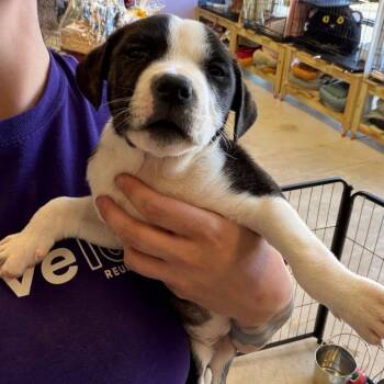 Apple -  Mixed Breed Dog for Adoption in Webster, Texas - Apple | PetCurious