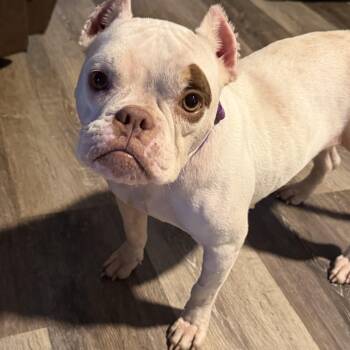 Charlotte -  Pit Bull Terrier Dog for Adoption in Mobile, Alabama - Charlotte | PetCurious