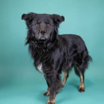 Mixed Breed Dogs Available for Adoption in Portland, Oregon - Bojangles | PetCurious