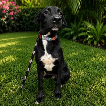 Blackie 8096 -  Mixed Breed Dog for Adoption in Loxahatchee Groves, Florida - Blackie 8096 | PetCurious