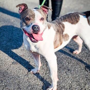 American Staffordshire Terrier Dogs Available for Adoption in Detroit, Michigan - Yasha | PetCurious