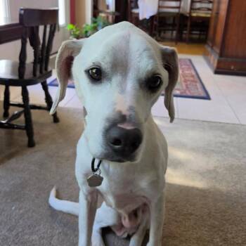 Spot -  Labrador Retriever Dog for Adoption in Grafton, Ohio - Spot | PetCurious