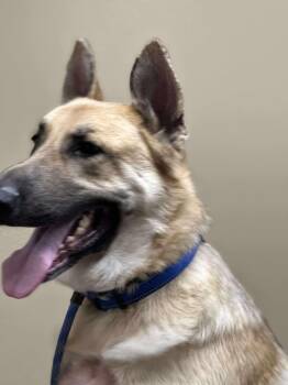 German Shepherd Dog Dogs Available for Adoption - Gregory  | PetCurious