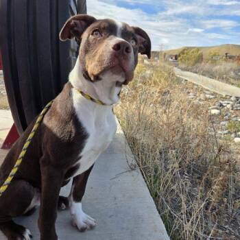 Mocha -  Pit Bull Terrier and Mixed Breed Dog for Adoption in Grand Junction, Colorado - Mocha | PetCurious