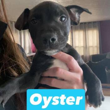 Pit Bull Terrier and American Staffordshire Terrier Dogs Available for Adoption in Brainerd, Minnesota - Oyster | PetCurious