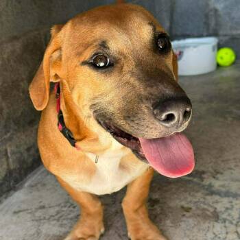 Mixed Breed Dogs Available for Adoption in Rockville, Maryland - Rufus | PetCurious