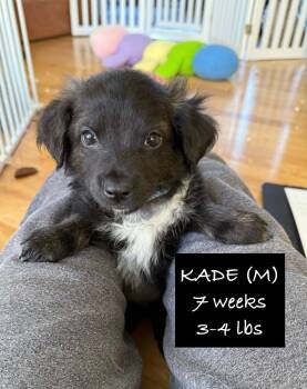 Rescue Chihuahua and Mixed Breed Dogs for Adoption in Richfield, Wisconsin - Kade | PetCurious