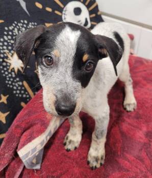 Riley -  Australian Cattle Dog Blue Heeler Dog for Adoption in Hopkinsville, Kentucky - Riley | PetCurious