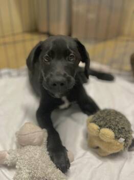 Mr. Tinkles -  Australian Shepherd and Catahoula Leopard Dog Dog for Adoption in Ellijay, Georgia - Mr. Tinkles | PetCurious