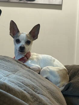 Rescue Chihuahua Dogs for Adoption in Mount Pleasant, South Carolina - Henry | PetCurious