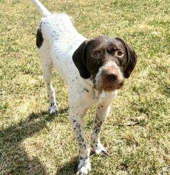 Rescue German Wirehaired Pointer Dogs for Adoption in Plymouth, Minnesota - Toast | PetCurious