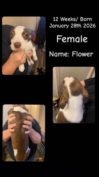 Pit Bull Terrier Dogs Available for Adoption in Billings, Montana - Lol-P8 Flower | PetCurious