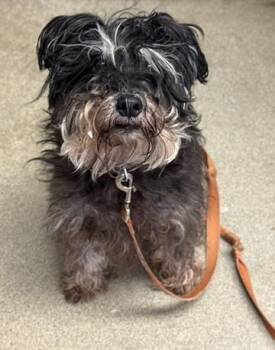 Mixed Breed Dogs Available for Adoption - Tazz | PetCurious