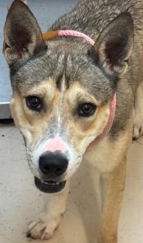 Roscoe -  Husky Dog for Adoption in Elizabethton, Tennessee - Roscoe | PetCurious