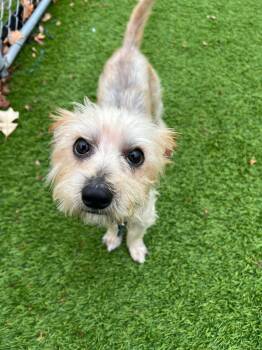 Rescue Terrier and Mixed Breed Dogs for Adoption in Cedar Rapids, Iowa - Ziggy | PetCurious