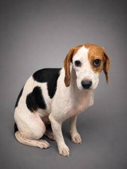 Audrey -  Beagle and Mixed Breed Dog for Adoption in Bowling Green, Kentucky - Audrey | PetCurious