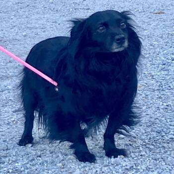 Rescue Papillon Dogs for Adoption in Pittsford, Vermont - Eeyore | PetCurious