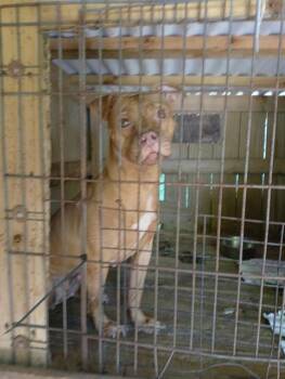 HONEY -  American Staffordshire Terrier Dog for Adoption in Fort Lauderdale, Florida - HONEY | PetCurious
