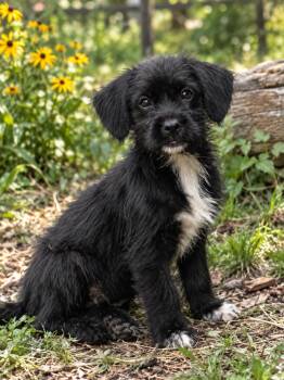 Karma -  Shih Tzu and Lhasa Apso Dog for Adoption in Brownstown, Indiana - Karma | PetCurious