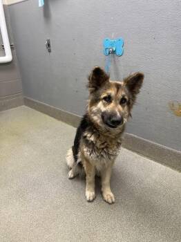 German Shepherd Dog Dogs Available for Adoption in Las Vegas, Nevada - MINNIE PEARL | PetCurious