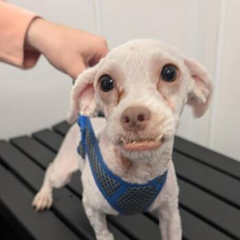 RJ -  Maltese and Mixed Breed Dog for Adoption in Clearwater, Florida - RJ | PetCurious
