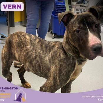 Pit Bull Terrier Dogs Available for Adoption - Vern | PetCurious