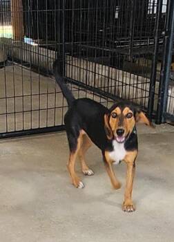Bubba -  Beagle Dog for Adoption - Bubba | PetCurious