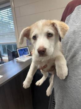 Labrador Retriever and Husky Dogs Available for Adoption in Georgetown, Ohio - Creme Brulee | PetCurious