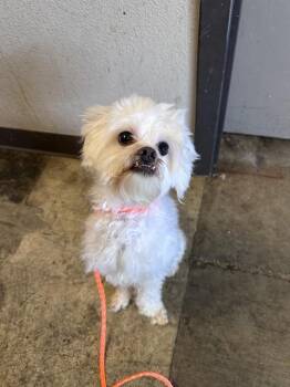 Maltese Dogs Available for Adoption in Ontario, California - CHEVY | PetCurious