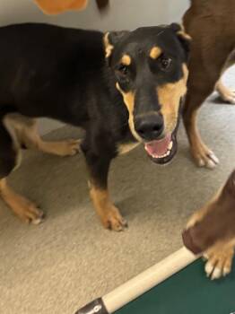 LULA -  Doberman Pinscher and Mixed Breed Dog for Adoption in West Valley City, Utah - LULA | PetCurious