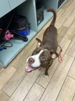 Peanut -  Boston Terrier and Rat Terrier Dog for Adoption in Rowlett, Texas - Peanut | PetCurious