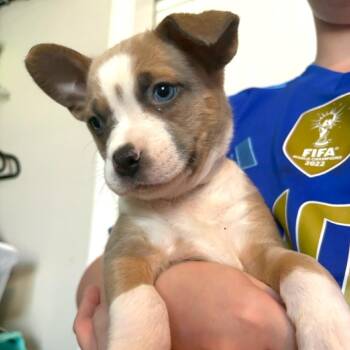 Poppi -  Pit Bull Terrier and Husky Dog for Adoption in Las Vegas, Nevada - Poppi | PetCurious